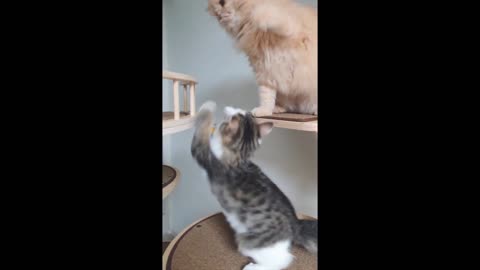 Cat punishes the kitten