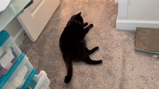 Adopting a Cat from a Shelter Vlog - Cute Precious Piper Surveys Her Office Domain