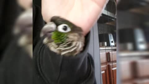 Conure Jams to His Favorite Song