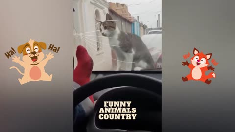 Funny Animal Videos 2023 😂 - Funniest Dogs And Cats Videos #shorts 😺🐶 | XENOLAM