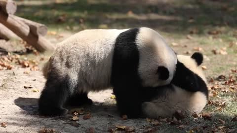 The giant panda