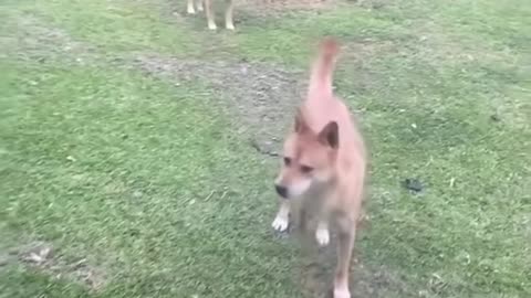 TIK TOKS THAT MAKE YOU GO AAWWW | Adorable Dog TikTok Videos 10s。