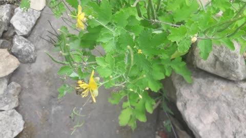 Celandine and bees
