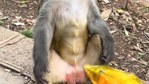 This monkey only likes to eat the kind of bread it likes