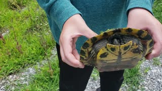 WIFE RUNS OVER BIG BOULDER AND SON RESCUES MOSSY TURTLE