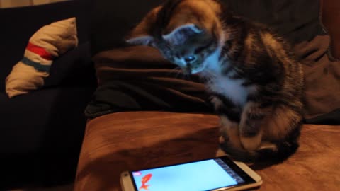 Cat plays touch-screen fishing game on owner's smartphone