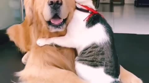 Dog and cat love so sweet