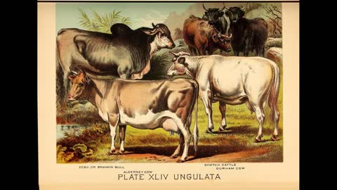 Cattle Domestication