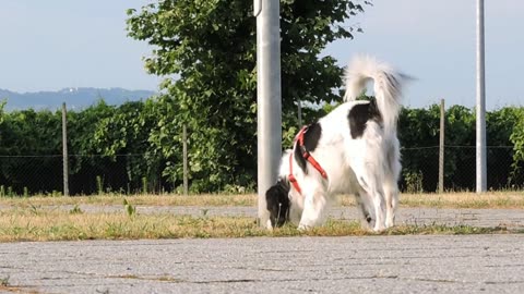 Learn the names and sounds of animals such as cows, goats, buffaloes, dogs, butterflies, etc.