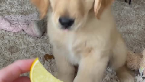 Puppy tries a lemon for the first time