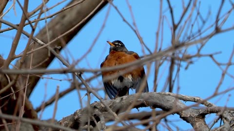 American Robins