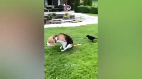 Dogs and crow funny videos #dog #crow #lionfight
