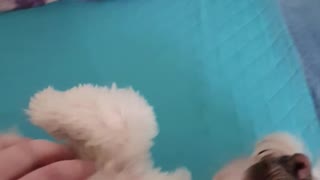 Snoopy gets some love and some boops