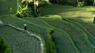 Rice Farmer