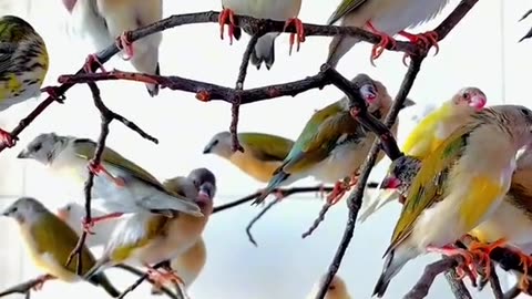 Chirping of birds