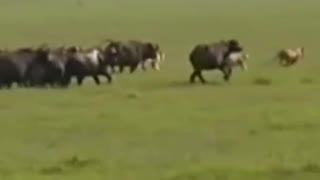 Heard of buffalo chasing a Pride of lion #shorts #lionvsbuffalo