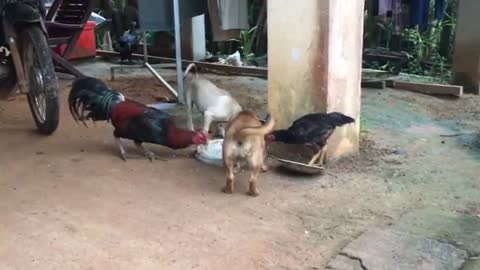 Chicken Vs Dog Funny Animal Attack Video