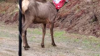 Man Saves Elk With Bag Stuck on Its Head