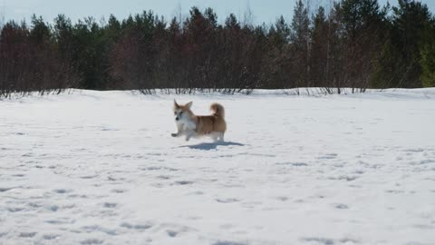 Dog Running on Outdoor Cover with Snow