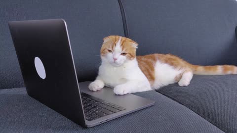 kitten on macbook