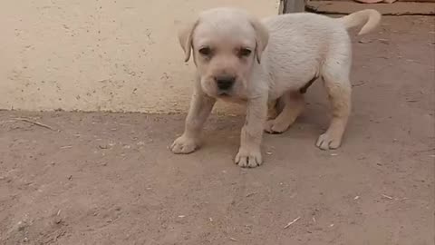 The Slow-Motion Style of My Adorable Puppy_ Captivating Shots of Every Move #youtubeshorts #shorts