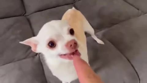 Cute dog 🐶 hungry moment's 😅