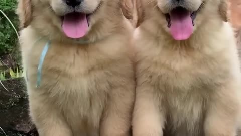 fluffy golden retriever pups