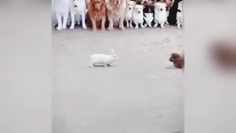 Dog & rabbit fight