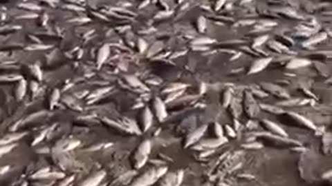 Eyewitnesses publish on the network a massive kill of fish after the explosion of the Kakhovskaya