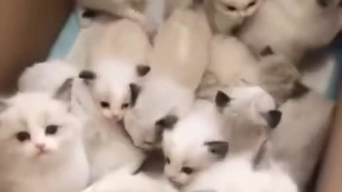 cuteness overload: A box full of kitten will make you go awnnn