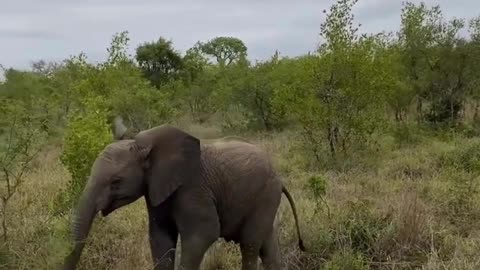 Young Elephant With Attitude