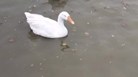 Duck 🦆 Sound Video By Kingdom of Awais