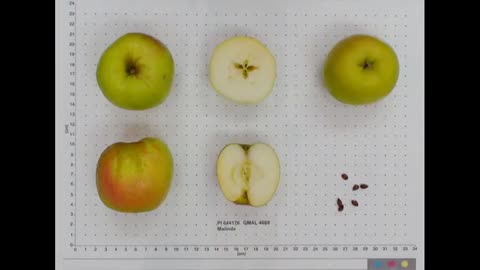 Odds and Ends Alt-Tech Exclusive 6 Lineage of the Minnesota Apple Breeding Program