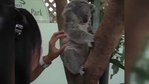 Cute Koalas Playing 🐨 Funny Koala Bears [Funny Pets]