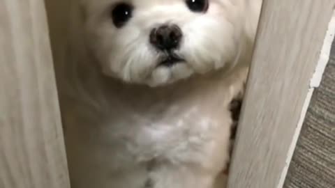 Cute dog open the door 😂😂