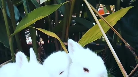 Rabbits Resting On A Pot With A Plant