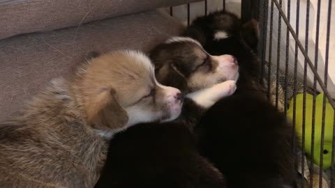 Beautiful dogs sleeping on each other