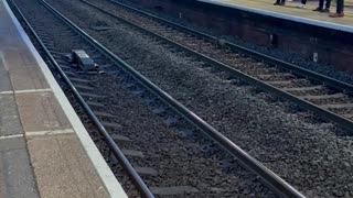 Saving a Dog on Track Whilst Train is Coming