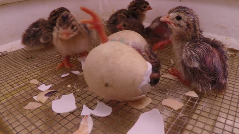 Newborn chick helps brother hatch from egg