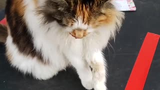 Peaceful cat fighting evil