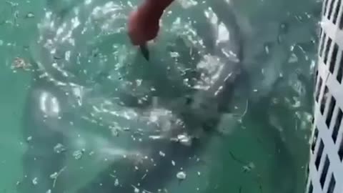 amazing big fish