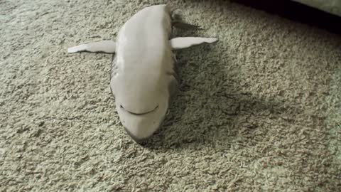 Shark playing dead Supercute