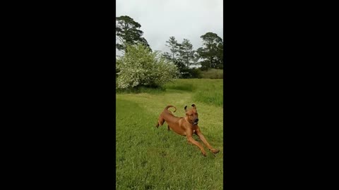 Dog's Delight & Dignity Visiting His Ancestors Family Farm