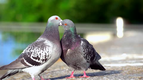 Two cute pigeons having fun with each other