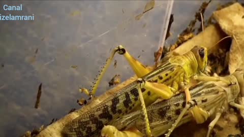 Locust Mating And Giving BirthLocust Mating And Giving Birth