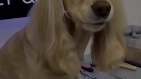 Funny dogi hair cutting