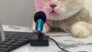 ONE OF THREE TESTING THE CAT WHO WANTED TO BE A ANNOUNCER