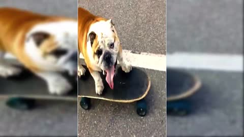 Dog Skate Boarding / Hilarious Experiment Never Seen Before