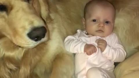 Baby preciously snuggles with gentle Golden Retriever