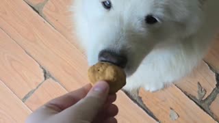 POV: Giving a dog a treat
